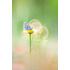 Trioplan 100mm F2.8 II Canon RF
