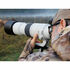 RF 200-800mm F6.3-9 IS USM + Multiplicateur RF 1.4x